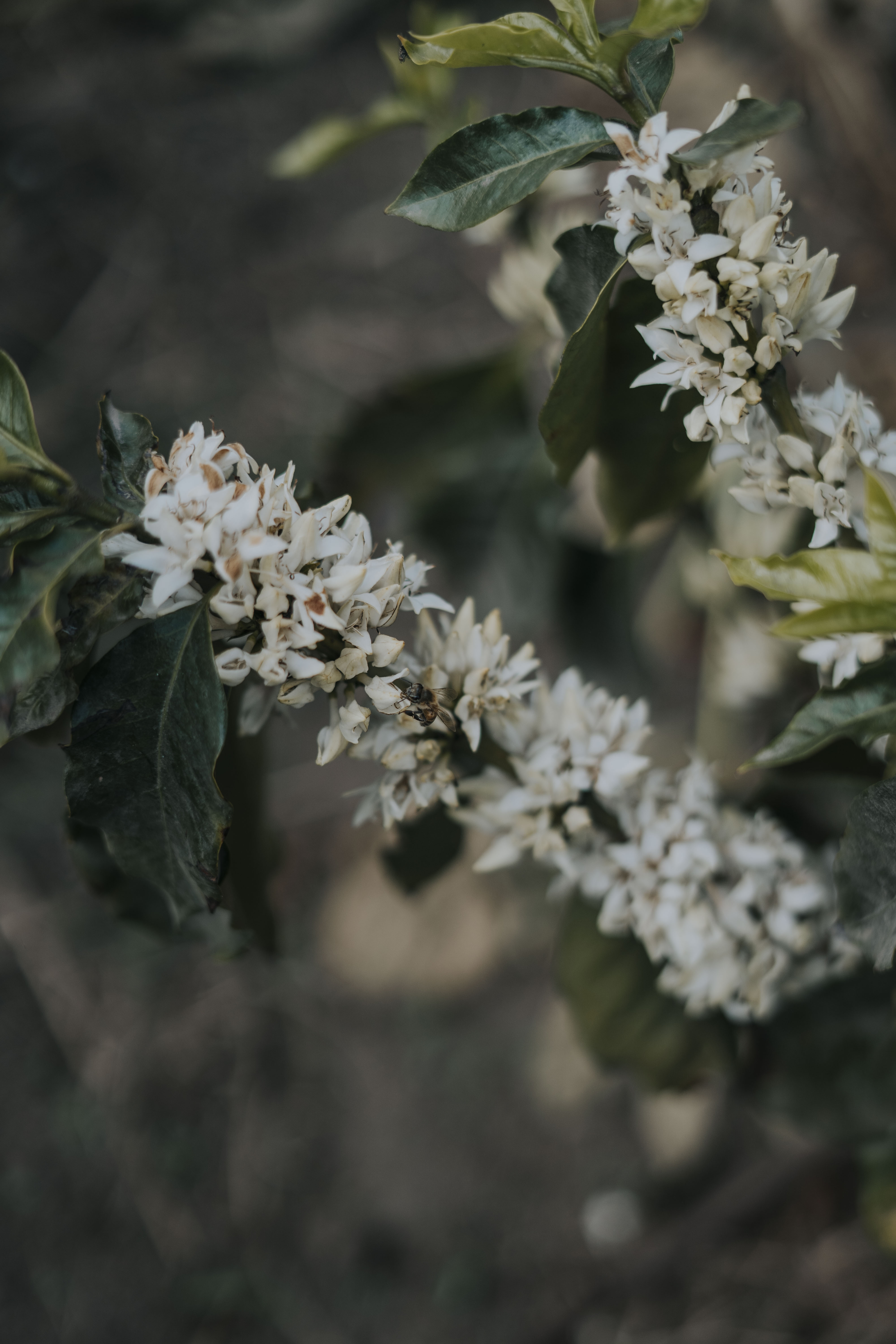 Harmony Coffee